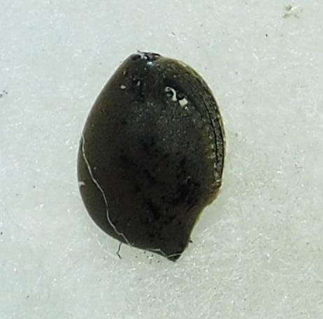 Réf. 244 182 : Pachymerus bactris